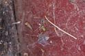 Trichocylus_nigropunctatus_D3665_Z_90_Hamelin pool_Australie